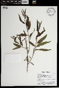 Salix nigra image