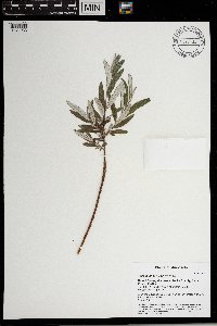Salix candida image