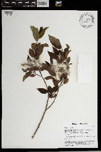 Salix pentandra image