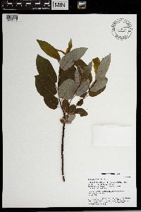 Salix pyrifolia image