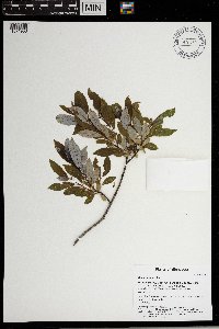 Image Associated With the Occurrence