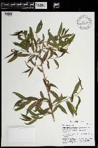 Salix nigra image