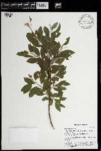 Image Associated With the Occurrence