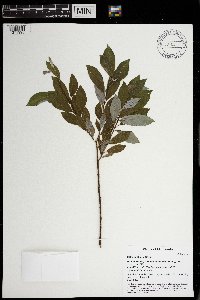 Image Associated With the Occurrence