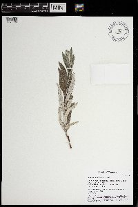 Salix candida image