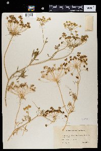 Image of Ammi majus