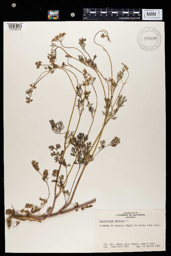 Coriandrum sativum image