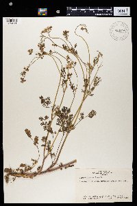Media resource of Coriandrum sativum