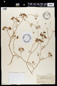 Coriandrum sativum image