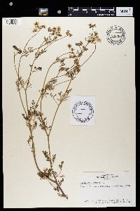 Coriandrum sativum image