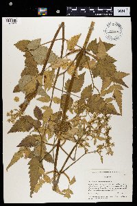 Image of Afroligusticum petitianum
