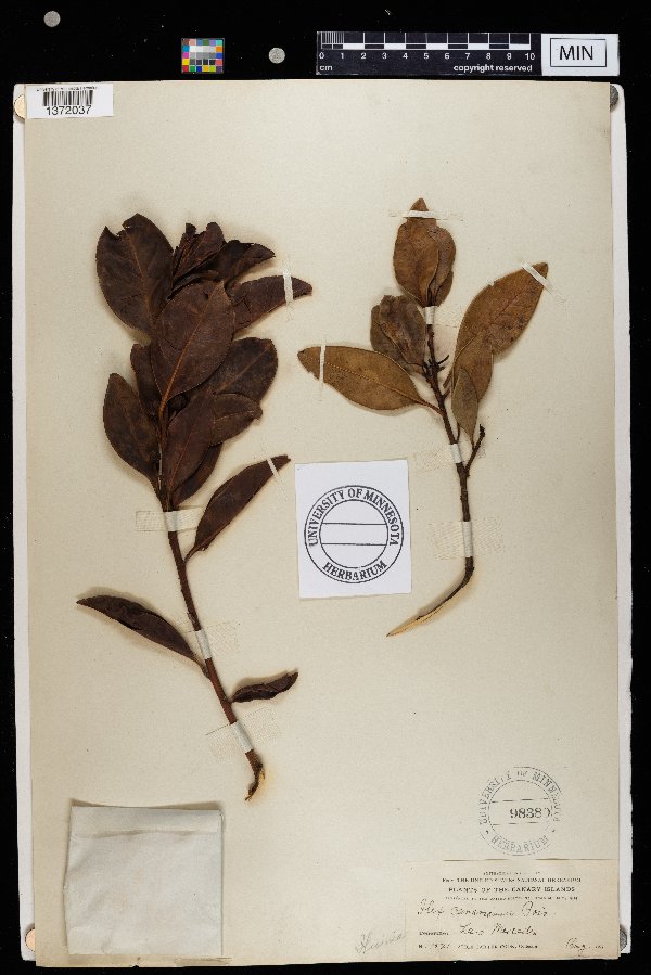 Ilex canariensis image