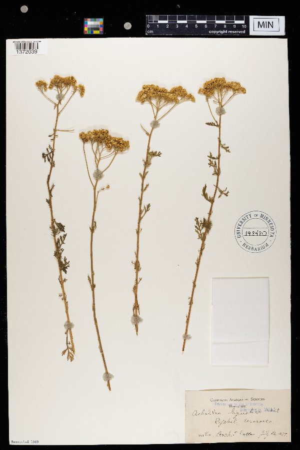 Achillea ligustica image