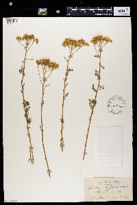Media resource of Achillea ligustica