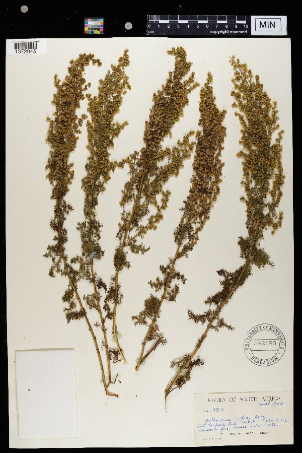 Artemisia afra image