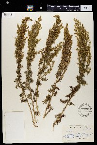 Media resource of Artemisia afra