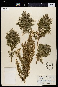 Artemisia afra image