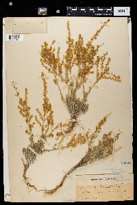 Media resource of Artemisia herba-alba