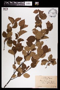 Betula x sandbergii image
