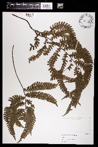 Image Associated With the Occurrence