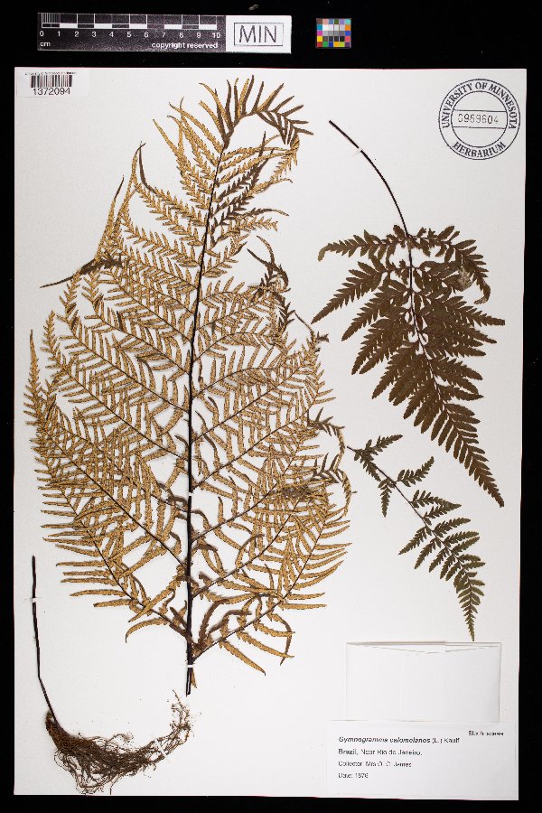 Gymnogramma calomelanos image