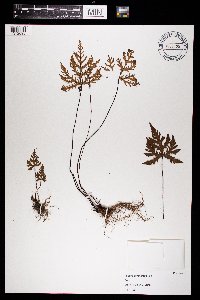 Media resource of Pellaea geraniifolia