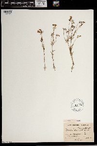 Thumbnail image of current specimen