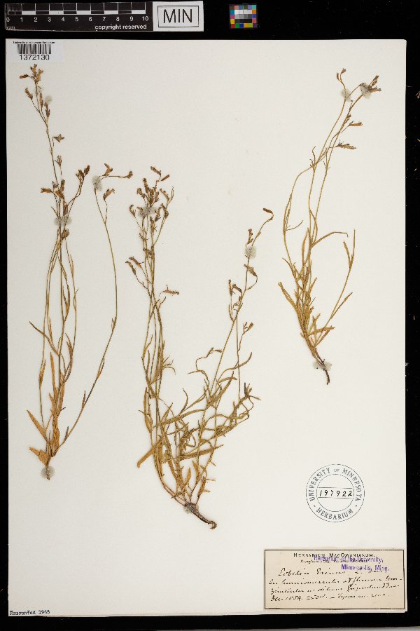 Lobelia erinus image