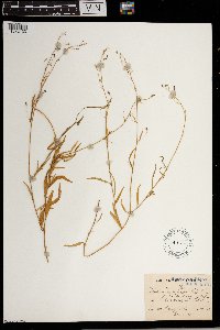 Lobelia erinus image