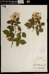 Rosa setigera image