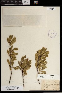 Prunus pumila image
