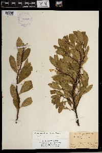 Prunus pumila image