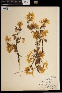 Amelanchier laevis image