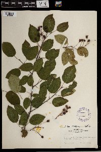 Amelanchier laevis image