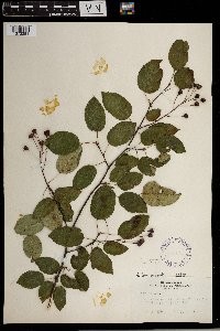 Amelanchier laevis image