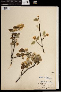 Image Associated With the Occurrence