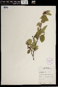 Image Associated With the Occurrence