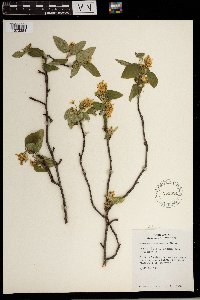 Image Associated With the Occurrence