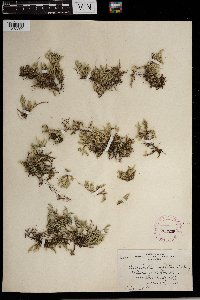 Selaginella rupestris image