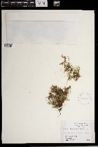 Selaginella rupestris image