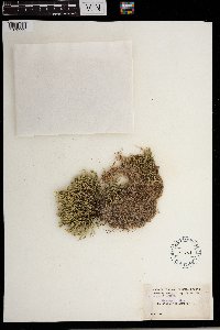 Selaginella rupestris image