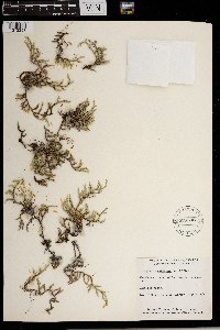 Selaginella rupestris image