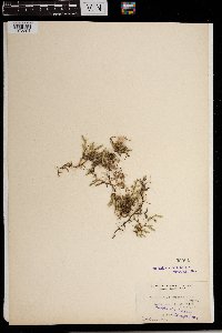 Selaginella rupestris image