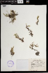 Selaginella rupestris image