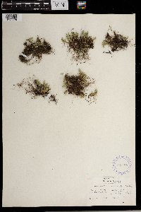 Selaginella rupestris image