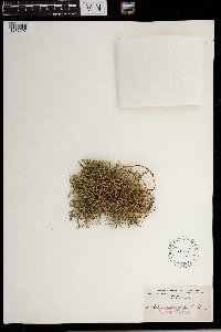 Selaginella rupestris image