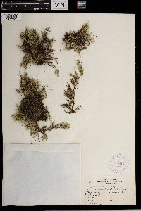 Selaginella rupestris image