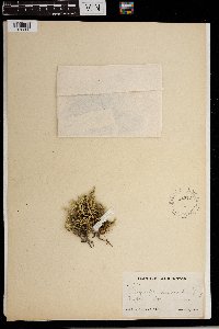 Selaginella rupestris image