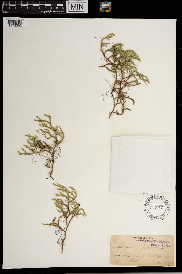 Selaginella rupestris image