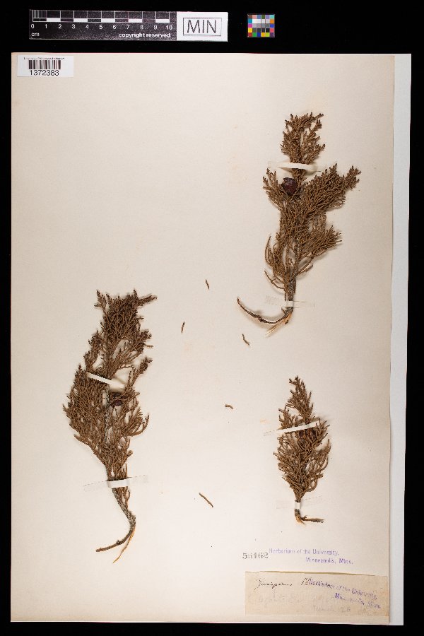 Juniperus phoenicea image